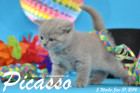 Picasso ist 5 Wochen alt geworden ( 31.01.2016 )