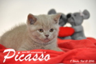 Picasso ist 8 Wochen alt geworden ( 21.02.2016 )