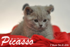 Picasso ist 8 Wochen alt geworden ( 21.02.2016 )