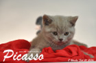 Picasso ist 8 Wochen alt geworden ( 21.02.2016 )