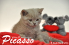 Picasso ist 8 Wochen alt geworden ( 21.02.2016 )