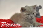 Picasso ist 8 Wochen alt geworden ( 21.02.2016 )