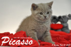 Picasso ist 8 Wochen alt geworden ( 21.02.2016 )