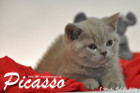 Picasso ist 8 Wochen alt geworden ( 21.02.2016 )