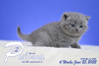 Paloma ist in der 4.Lebenswoche ( 25.06.2022 )