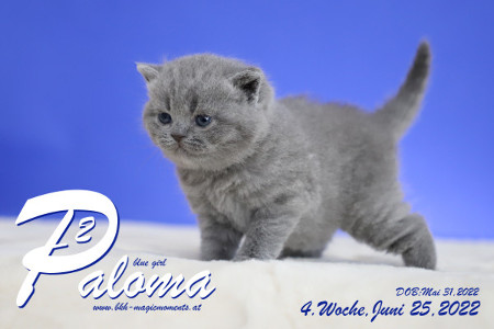 Paloma ist in der 4.Lebenswoche ( 25.06.2022 )