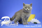 Paloma ist in der 9.Lebenswoche ( 01.08.2022 )