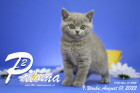 Paloma ist in der 9.Lebenswoche ( 01.08.2022 )