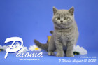 Paloma ist in der 9.Lebenswoche ( 01.08.2022 )