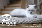 Peggy-Sue ist in der 12.Lebenswoche ( 20.08.2022 )