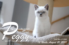 Peggy-Sue ist in der 12.Lebenswoche ( 20.08.2022 )