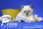 Peggy-Sue ist in der 9.Lebenswoche ( 01.08.2022 )