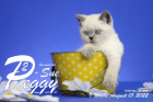 Peggy-Sue ist in der 9.Lebenswoche ( 01.08.2022 )