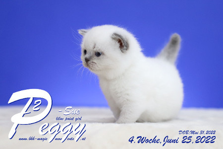 Peggy-Sue ist in der 4.Lebenswoche ( 25.06.2022 )