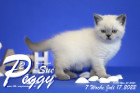 Peggy-Sue ist in der 7.Lebenswoche ( 17.07.2022 )