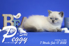Peggy-Sue ist in der 7.Lebenswoche ( 17.07.2022 )