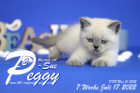 Peggy-Sue ist in der 7.Lebenswoche ( 17.07.2022 )
