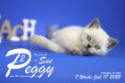 Peggy-Sue ist in der 7.Lebenswoche ( 17.07.2022 )