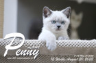 Penny-Lane ist in der 12.Lebenswoche ( 20.08.2022 )