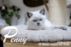 Penny-Lane ist in der 12.Lebenswoche ( 20.08.2022 )