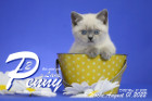 Penny-Lane ist in der 9.Lebenswoche ( 01.08.2022 )