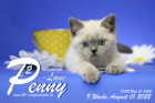 Penny-Lane ist in der 9.Lebenswoche ( 01.08.2022 )