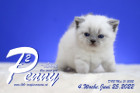 Penny-Lane ist in der 4.Lebenswoche ( 25.06.2022 )