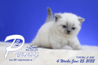 Penny-Lane ist in der 4.Lebenswoche ( 25.06.2022 )