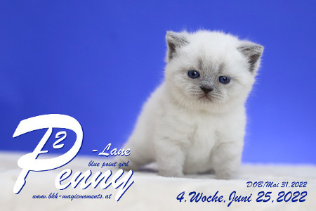 Penny-Lane ist in der 4.Lebenswoche ( 25.06.2022 )