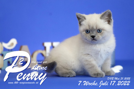 Penny-Lane ist in der 7.Lebenswoche ( 17.07.2022 )
