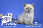 Penny-Lane ist in der 7.Lebenswoche ( 17.07.2022 )