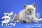 Penny-Lane ist in der 7.Lebenswoche ( 17.07.2022 )