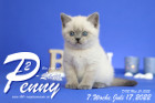 Penny-Lane ist in der 7.Lebenswoche ( 17.07.2022 )