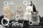 Unser Q-Wurf ist 12 Wochen alt geworden ( 26.10.2016 )