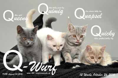 Unser Q-Wurf ist 12 Wochen alt geworden ( 26.10.2016 )