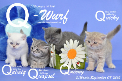Unser Q-Wurf ist 5 Wochen alt geworden ( 09.09.2016 )