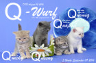 Unser Q-Wurf ist 5 Wochen alt geworden ( 09.09.2016 )