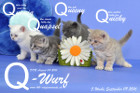 Unser Q-Wurf ist 5 Wochen alt geworden ( 09.09.2016 )