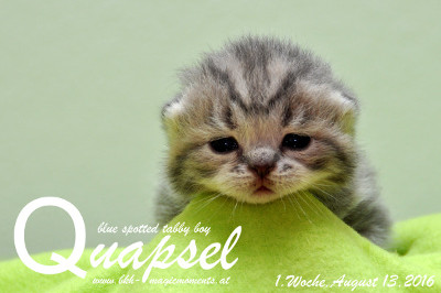 Quapsel ist am 04.August um 04.32 geboren