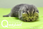 Quapsel ist 1 Woche alt( 13.08.2016 )
