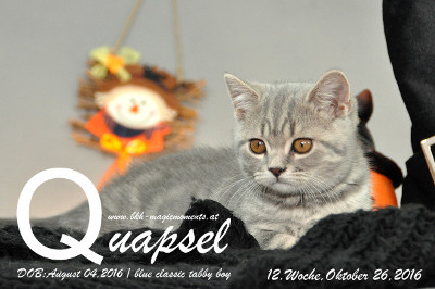 Quapsel ist 12 Wochen alt geworden ( 26.10.2016 )