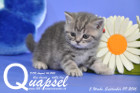 Quapsel ist 5 Wochen alt geworden ( 09.09.2016 )