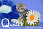 Quapsel ist 5 Wochen alt geworden ( 09.09.2016 )