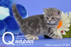 Quapsel ist 5 Wochen alt geworden ( 09.09.2016 )