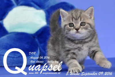 Quapsel ist 5 Wochen alt geworden ( 09.09.2016 )