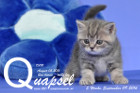 Quapsel ist 5 Wochen alt geworden ( 09.09.2016 )
