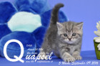 Quapsel ist 5 Wochen alt geworden ( 09.09.2016 )