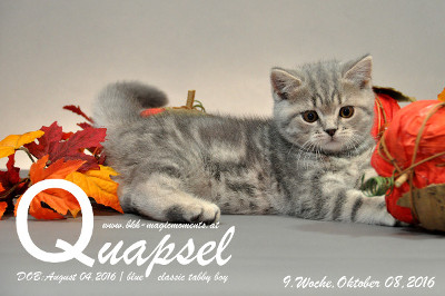 Quapsel ist 9 Wochen alt geworden ( 08.10.2016 )