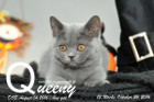 Queeny ist 12 Wochen alt geworden ( 26.10.2016 )