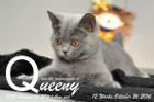 Queeny ist 12 Wochen alt geworden ( 26.10.2016 )
